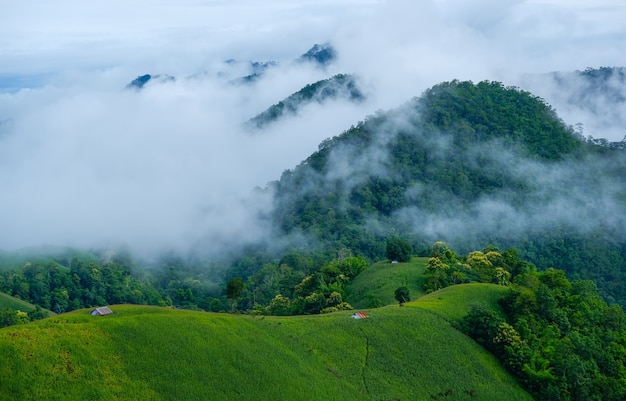 Paesaggio panoramico del campo agricolo con nebbia sulla collina in Thailandia