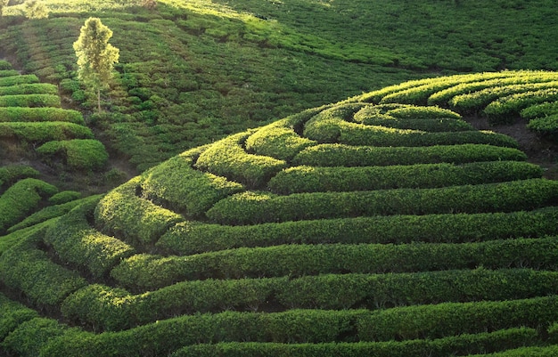 Paesaggio panoramico della piantagione di tè