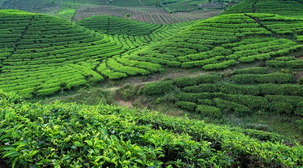 Paesaggio panoramico della piantagione di tè