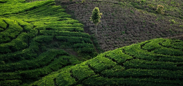 Paesaggio panoramico della piantagione di tè
