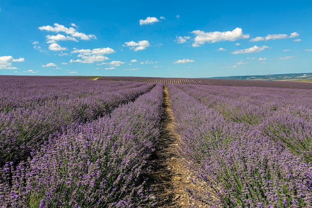 Paesaggio panoramico di campi di lavanda e cielo blu su uno sfondo di nuvole...