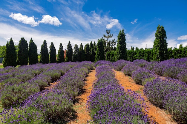 Paesaggio panoramico di campi di lavanda e cielo blu su uno sfondo di nuvole.