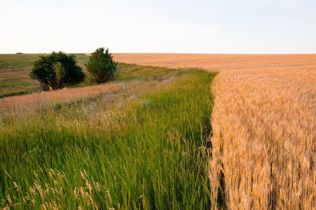 Paesaggio panoramico di terreni agricoli con lussureggianti colline di pascoli verdi e colza dorata in fiore