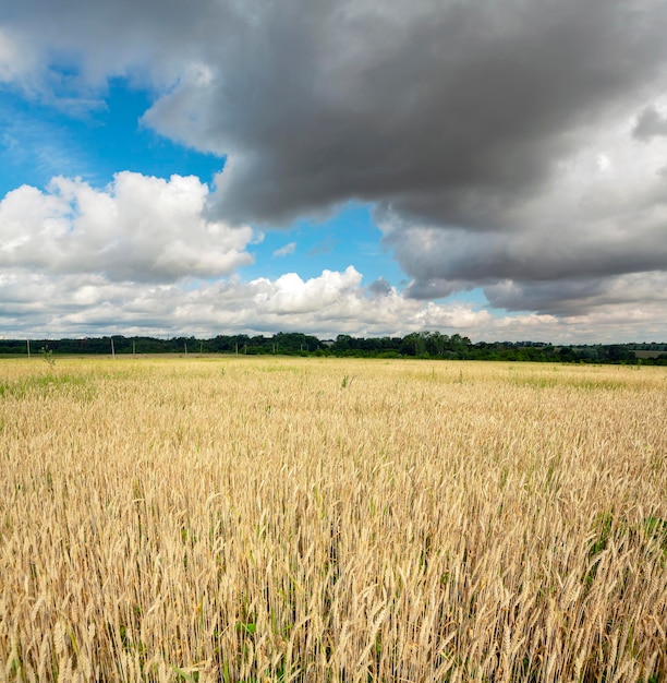 Paesaggio panoramico di un campo di grano e cielo blu sullo sfondo di nuvole..