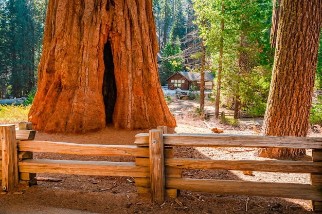 Paesaggio panoramico nel Parco nazionale di Sequoia USA