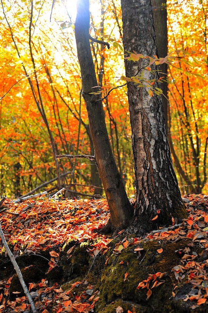 Paesaggio panoramico nella foresta in autunno