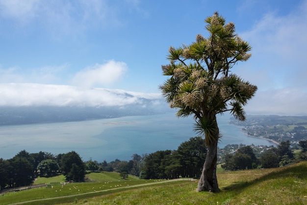 Paesaggio panoramico Otago Bay Dunedin
