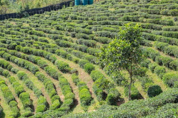 Paesaggio piantagione di tè verde naturale