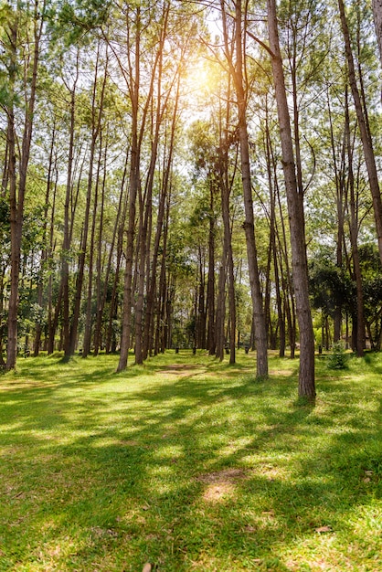 Paesaggio Pineta nel pomeriggio