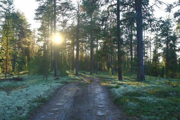 paesaggio pineta / taiga, foresta vergine, paesaggio natura estate