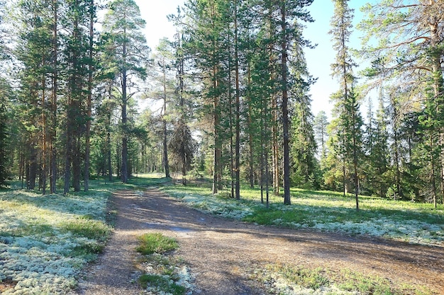 paesaggio pineta / taiga, foresta vergine, paesaggio natura estate