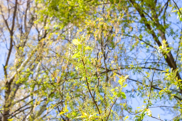 Paesaggio primaverile Alberi in un parco