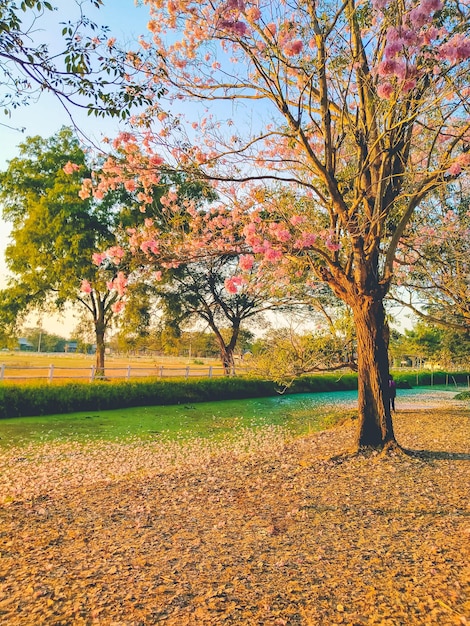 paesaggio primaverile albero fiore rosa