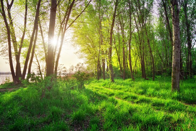 Paesaggio primaverile. Bella scena nella foresta con il sole