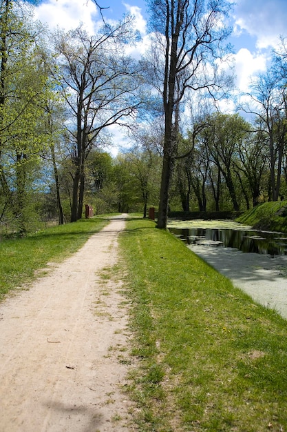 paesaggio primaverile calmo con un fiume con piante d'acqua verde in un giorno caldo