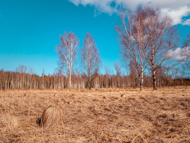 Paesaggio primaverile con betulle nella palude. Terreno con erba secca e hummock.