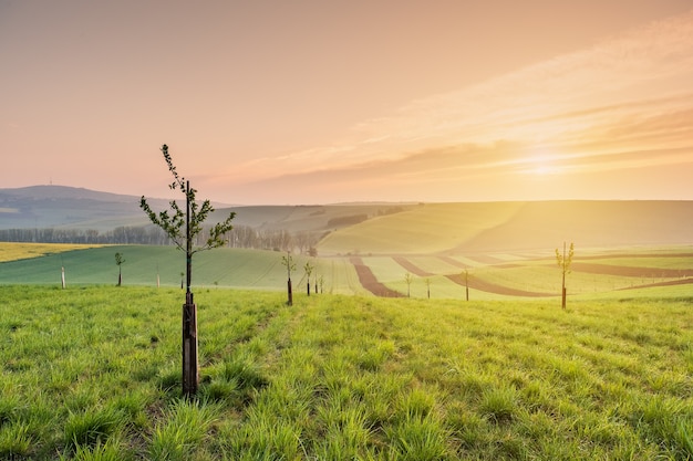 Paesaggio primaverile con campi agricoli