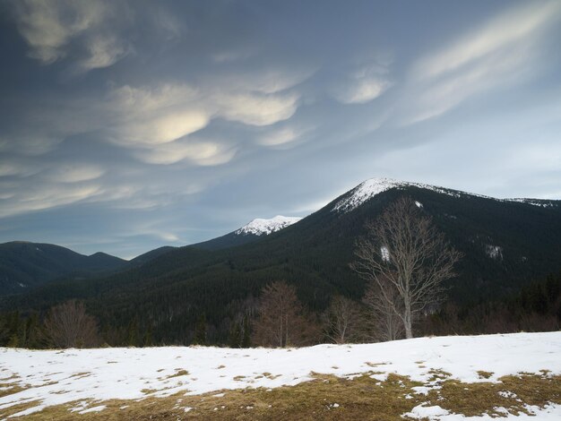 Paesaggio primaverile con faggi sulla collina