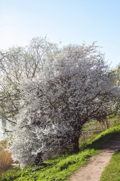 Paesaggio primaverile con fiume e meli in fiore.