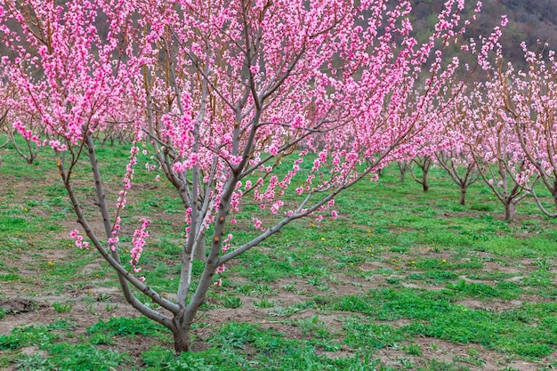 Paesaggio primaverile con frutteti di pesche in campagna, Georgia