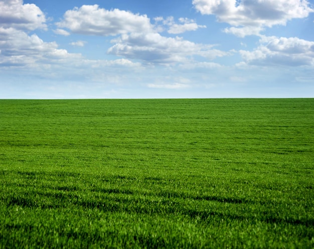 Paesaggio primaverile di campo verde con colture invernali e cielo con nuvole