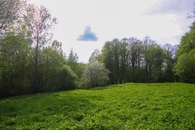 Paesaggio primaverile Foresta selvaggia in campagna