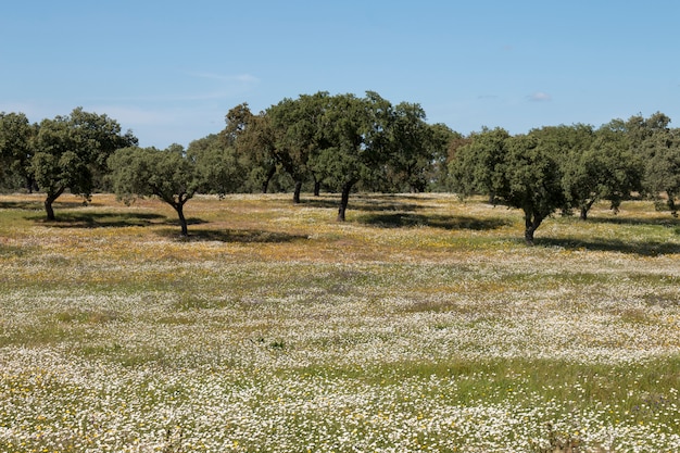 Paesaggio primaverile in Alentejo