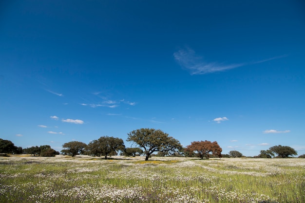 Paesaggio primaverile in Alentejo