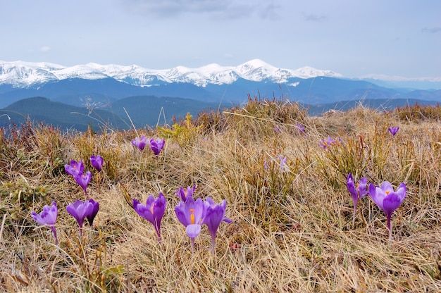 Paesaggio primaverile in montagna con il primo fiore di croco