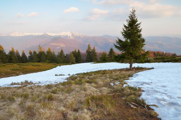 Paesaggio primaverile in montagna. Luce della sera del sole al tramonto. Ultima neve sui pendii della montagna. Carpazi, Ucraina