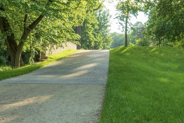 Paesaggio primaverile in una zona verde della foresta