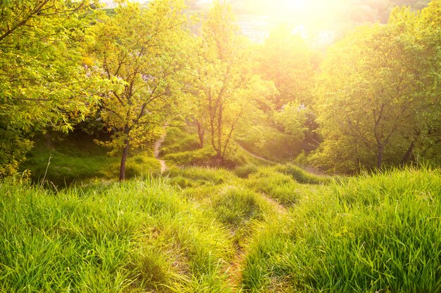 Paesaggio primaverile. Mattina di sole nel bosco