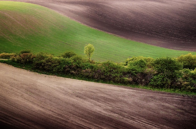 Paesaggio primaverile rurale