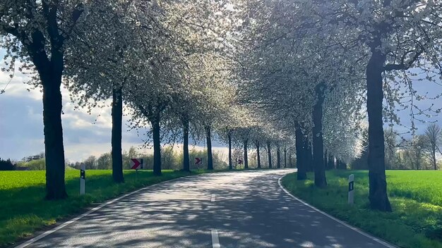 Paesaggio primaverile una strada tra i fiori di ciliegio vicolo campagna tedesca