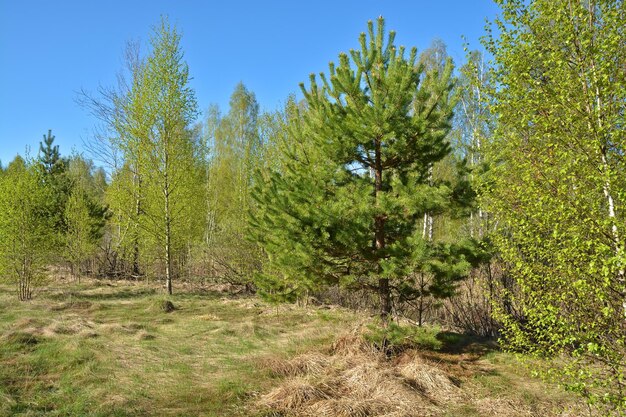 Paesaggio primaverile