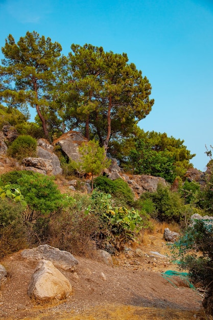 Paesaggio roccioso turco con alberi di pino e cactus