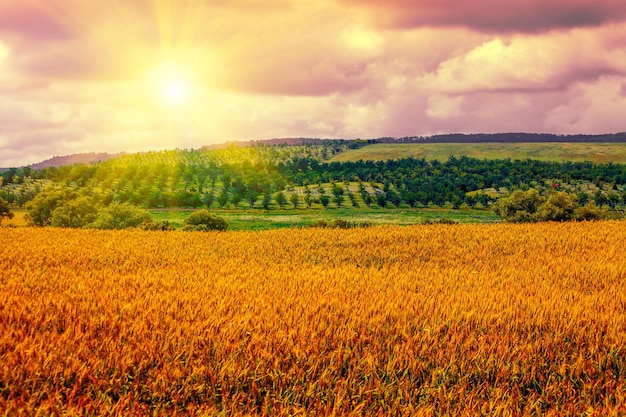 Paesaggio rurale al tramonto Campo di grano