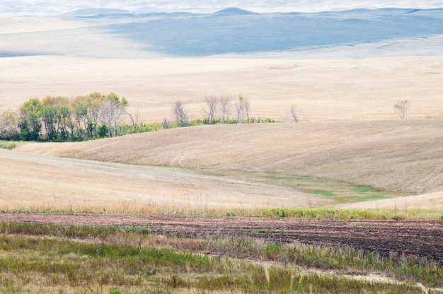 Paesaggio rurale. Campo