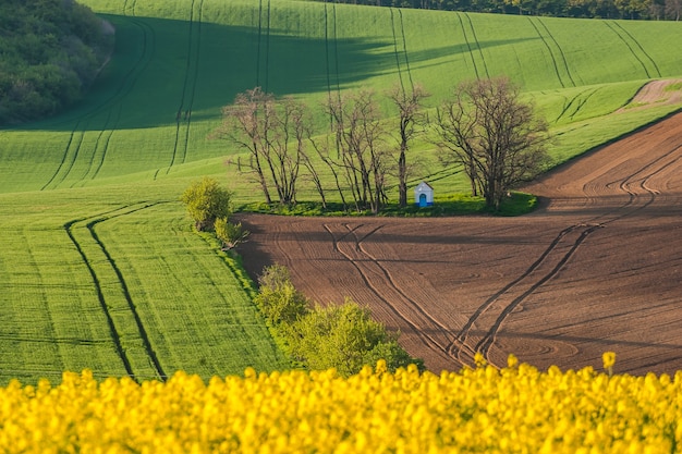 Paesaggio rurale con alberi e campi agricoli