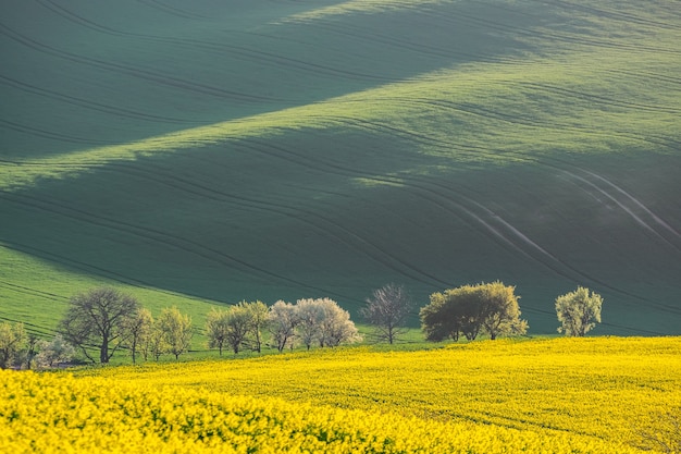 Paesaggio rurale con alberi e campi agricoli