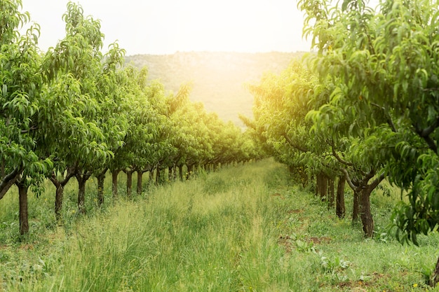 Paesaggio rurale con alberi