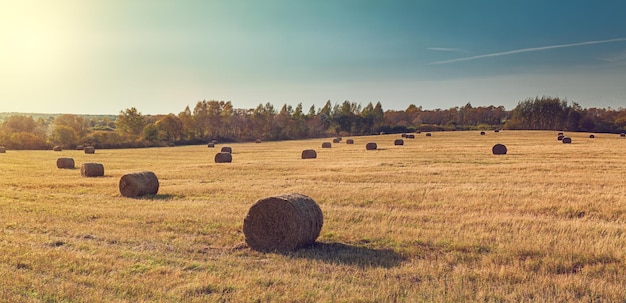 Paesaggio rurale con balle di fieno dopo il raccolto al tramonto