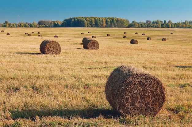 Paesaggio rurale con balle di fieno dopo il raccolto