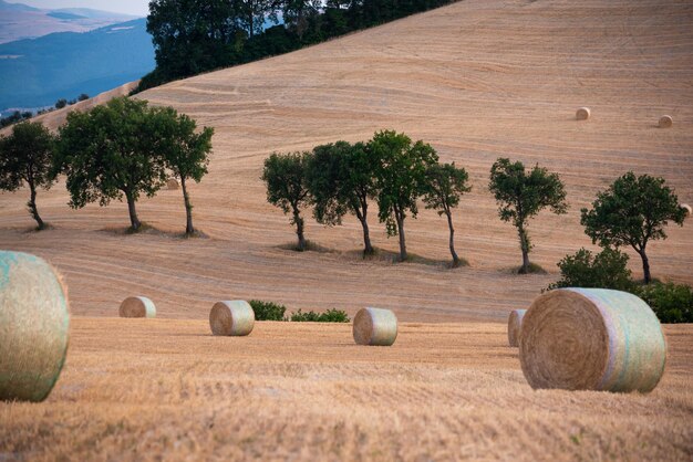 Paesaggio rurale con balle di fieno nei campi agricoli in campagna