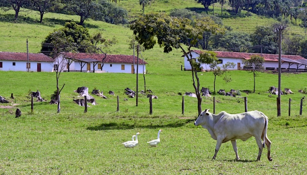 Paesaggio rurale con bovini Nelore, alberi e case