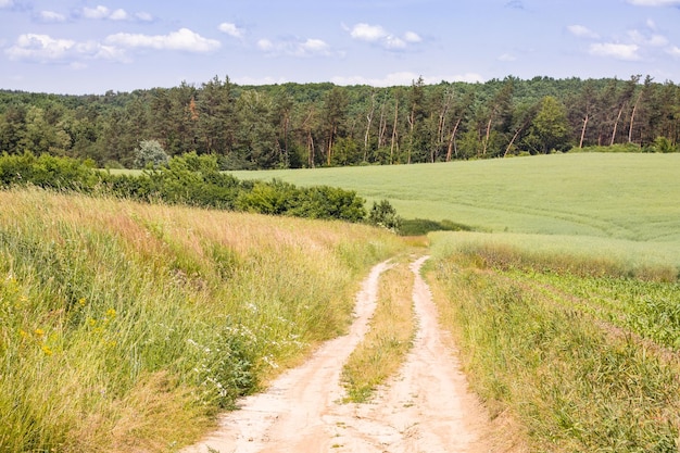 Paesaggio rurale con campi in collina e strada per la foresta in estate