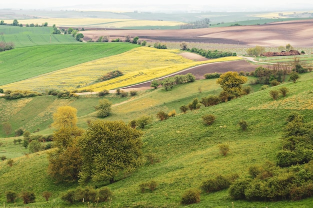 Paesaggio rurale con campi verdi e alberi Moravia meridionale Repubblica Ceca