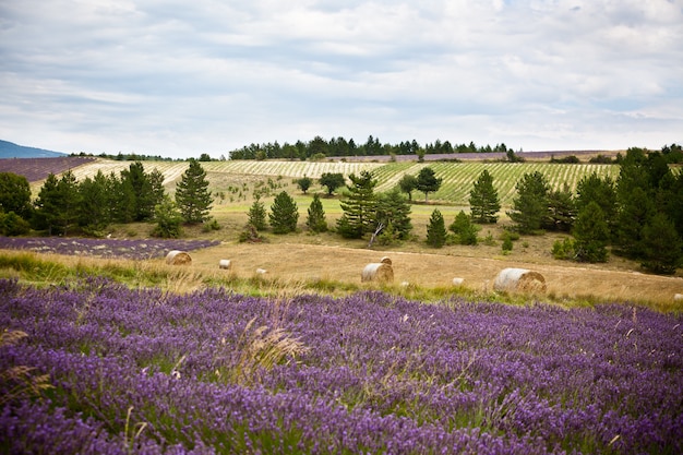 Paesaggio rurale con campo di lavanda e balle di paglia in Provenza, Francia. Scatto con messa a fuoco selettiva