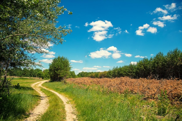 Paesaggio rurale con cielo blu Vista della strada sterrata in estate