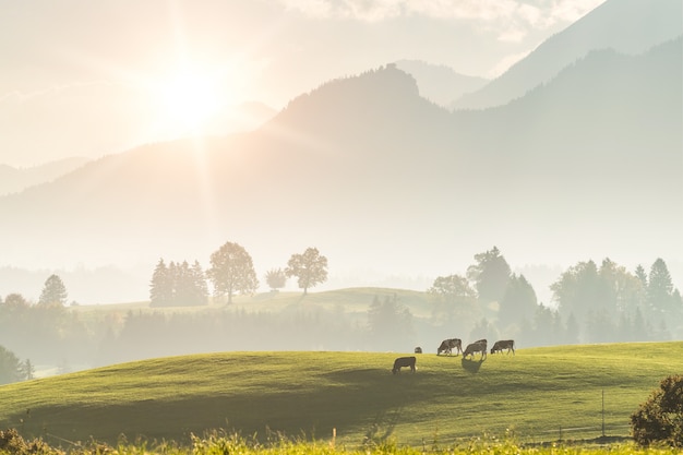 Paesaggio rurale con mucche